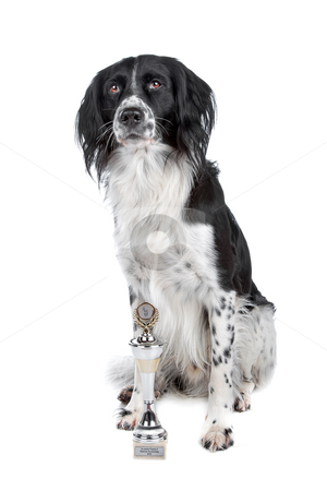 To use this stock image in your creative project, please select the size you need over to the right and click the "Add to Cart" button.
Your downloaded image will come with the Cutcaster watermark removed so don’t worry about the watermark you see on this page. Mixed breed dog stock photo, Mixed breed dog and his prize sitting, isolated on a white background by Erik Lam