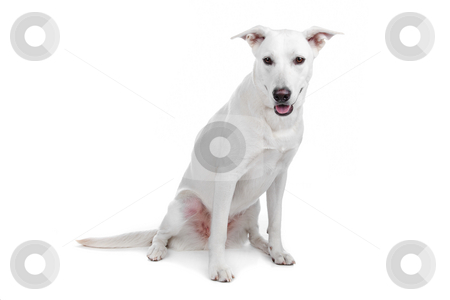 Mixed breed dog, white shepherd labrador stock photo, Mixed breeds Mixed breed dog, white shepherd labrador stock photo, Mixed breeds