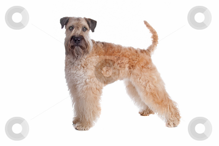 To use this stock image in your creative project, please select the size you need over to the right and click the "Add to Cart" button.
Your downloaded image will come with the Cutcaster watermark removed so don’t worry about the watermark you see on this page. Soft coated wheaten terrier dog stock photo, Soft Coated Wheaten Terrier dog isolated on a white background by Erik Lam