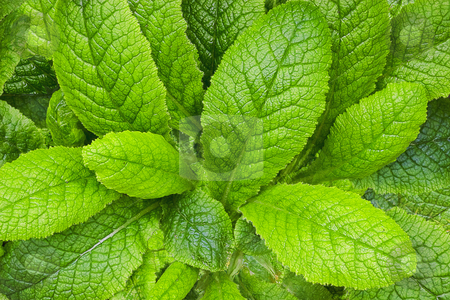 To use this stock image in your creative project, please select the size you need over to the right and click the "Add to Cart" button.
Your downloaded image will come with the Cutcaster watermark removed so don’t worry about the watermark you see on this page. Plant stock photo, Closeup of fresh plant leaves from above. by Dejan Lazarevic