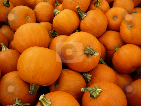 To use this stock image in your creative project, please select the size you need over to the right and click the "Add to Cart" button.
Your downloaded image will come with the Cutcaster watermark removed so don’t worry about the watermark you see on this page. Pumpkin Background stock photo, Pumpkins filling the frame by Wanda Anthony