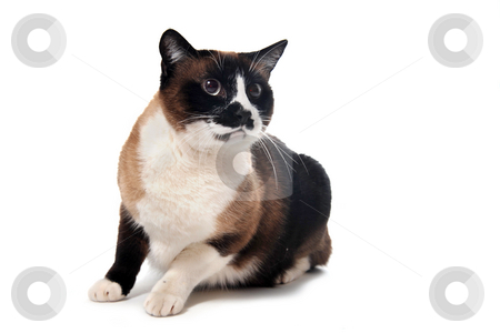 To use this stock image in your creative project, please select the size you need over to the right and click the "Add to Cart" button.
Your downloaded image will come with the Cutcaster watermark removed so don’t worry about the watermark you see on this page. Siamese Cat stock photo, Beautiful purebred siamese cat in front of white background by Bonzami Emmanuelle