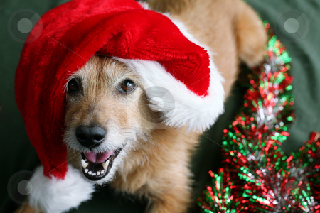 To use this stock image in your creative project, please select the size you need over to the right and click the "Add to Cart" button.
Your downloaded image will come with the Cutcaster watermark removed so don’t worry about the watermark you see on this page. Dog in Santa hat with happy grin stock photo, Cute scruffy terrier dog wearing a Santa hat with a happy grin on her face by suemack