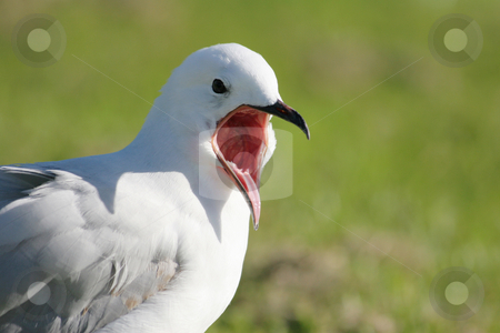 To use this stock image in your creative project, please select the size you need over to the right and click the "Add to Cart" button.
Your downloaded image will come with the Cutcaster watermark removed so don’t worry about the watermark you see on this page. Seagull shouting stock photo, Black billed seagull shouting. The blackbill is a protected species in New Zealand by suemack