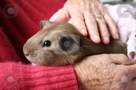 To use this stock image in your creative project, please select the size you need over to the right and click the "Add to Cart" button.
Your downloaded image will come with the Cutcaster watermark removed so don’t worry about the watermark you see on this page. Pet therapy guinea pig stock photo, Brown guinea pig sitting on the lap of an elderly rest home resident by suemack