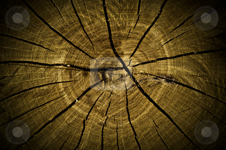 To use this stock image in your creative project, please select the size you need over to the right and click the "Add to Cart" button.
Your downloaded image will come with the Cutcaster watermark removed so don’t worry about the watermark you see on this page. Tree stump texture stock photo, Macro texture of the old stump for background by Vladimir Gladcov