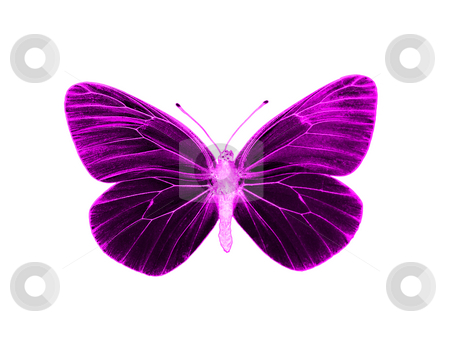 Alien butterfly Alien butterfly stock photo, Alien butterfly by Robert Biedermann