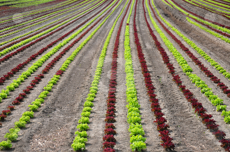 Lettuce field Lettuce field stock photo, Lettuce field by Robert Biedermann