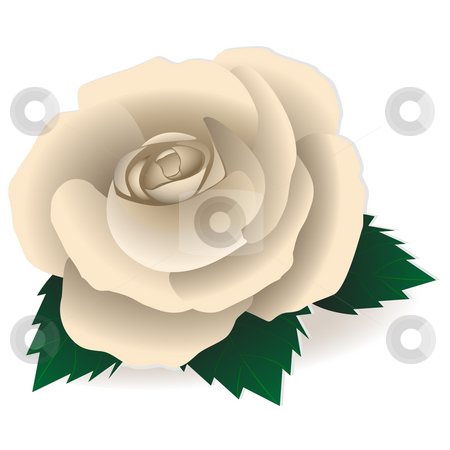 White rose White rose stock photo, Rose of white color on a pure background by Alina Starchenko