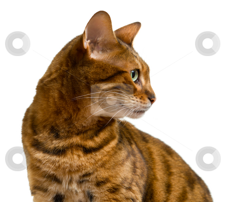 To use this stock image in your creative project, please select the size you need over to the right and click the "Add to Cart" button.
Your downloaded image will come with the Cutcaster watermark removed so don’t worry about the watermark you see on this page. Bengal cat looking sideways in profile stock photo, Young bengal cat or kitten looking sideways in a proud profile showing its wild history by Steven Heap
