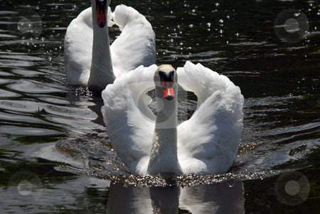 To use this stock image in your creative project, please select the size you need over to the right and click the "Add to Cart" button.
Your downloaded image will come with the Cutcaster watermark removed so don’t worry about the watermark you see on this page. White Swan stock photo, Two white swan swimming on a dark lake by Alain Turgeon