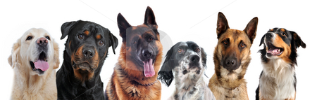 To use this stock image in your creative project, please select the size you need over to the right and click the "Add to Cart" button.
Your downloaded image will come with the Cutcaster watermark removed so don’t worry about the watermark you see on this page. Dogs stock photo, Composite picture with purebred dogs in a white background by Bonzami Emmanuelle
