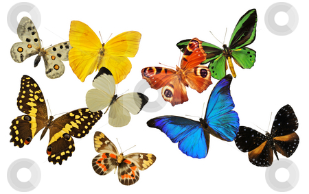 To use this stock image in your creative project, please select the size you need over to the right and click the "Add to Cart" button.
Your downloaded image will come with the Cutcaster watermark removed so don’t worry about the watermark you see on this page. Group of butterfly stock photo, Group of butterfly in front of white background by Bonzami Emmanuelle