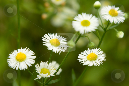 To use this stock image in your creative project, please select the size you need over to the right and click the "Add to Cart" button.
Your downloaded image will come with the Cutcaster watermark removed so don’t worry about the watermark you see on this page. Chamomile flowers stock photo, Close-up of chamomile flowers on green natural background by Victor Oancea
