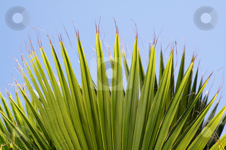 Palm leaves Palm leaves stock photo, Palm leaves with blue sky as a background by Olena Pupirina