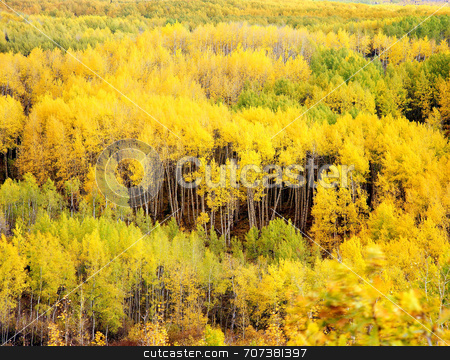 To use this stock image in your creative project, please select the size you need over to the right and click the "Add to Cart" button.
Your downloaded image will come with the Cutcaster watermark removed so don’t worry about the watermark you see on this page. Kebler Pass Aspens stock photo, A forest of aspen trees near Kebler Pass in the Gunnison National Forest of Colorado. by Mike Norton