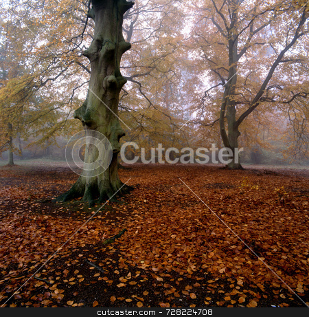 Fallen leaves Fallen leaves stock photo, Fallen leaves on a forest floor by Paul Phillips