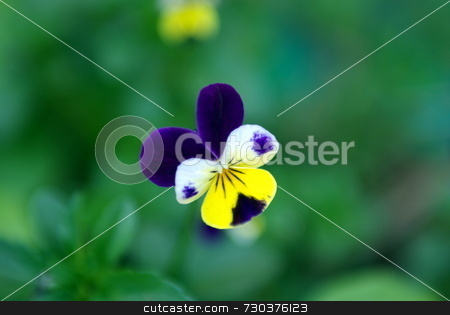 To use this stock image in your creative project, please select the size you need over to the right and click the "Add to Cart" button.
Your downloaded image will come with the Cutcaster watermark removed so don’t worry about the watermark you see on this page. Johnny-Jump-Up in shallow DOF stock photo, A purple, yellow and white Johnny-Jump-Up flower in a green background, room for copy. by Lynn Bendickson