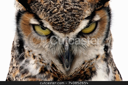 Eagle Owl Eagle Owl stock photo, Eagle Owl staring at the camera in a threatening manner. Isolated on white by Paul Phillips
