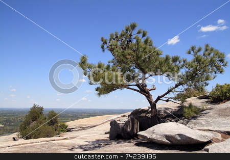 To use this stock image in your creative project, please select the size you need over to the right and click the "Add to Cart" button.
Your downloaded image will come with the Cutcaster watermark removed so don’t worry about the watermark you see on this page. Pine tree view stock photo, Natures view on top of Stone mountain Georgia by Jack Schiffer