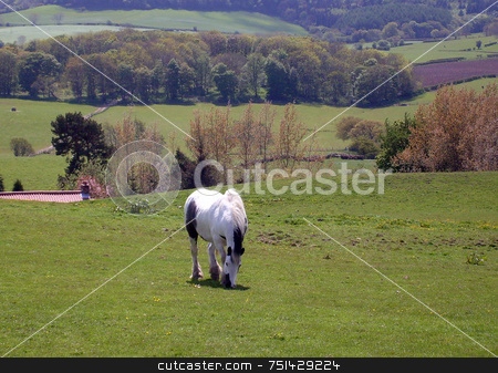 To use this stock image in your creative project, please select the size you need over to the right and click the "Add to Cart" button.
Your downloaded image will come with the Cutcaster watermark removed so don’t worry about the watermark you see on this page. Rural landscape stock photo, Horse standing in rural countryside landscape of North Yorkshire Moors National Park, England. by Martin Crowdy
