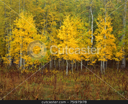 To use this stock image in your creative project, please select the size you need over to the right and click the "Add to Cart" button.
Your downloaded image will come with the Cutcaster watermark removed so don’t worry about the watermark you see on this page. Uinta Forest Aspens 3 stock photo, Aspen trees in the Uinta National Forest, Utah. by Mike Norton
