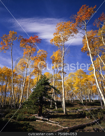 Ashley Forest Aspens 1 Ashley Forest Aspens 1 stock photo, Aspen trees in the Ashley National Forest, Utah. by Mike Norton