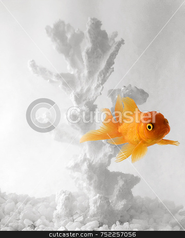 Goldfish on white background Goldfish on white background stock photo, Goldfish in white fishbowl by Amanda Cotton