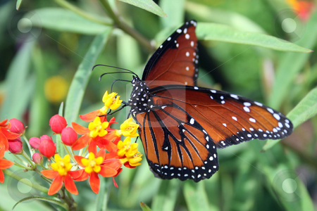 To use this stock image in your creative project, please select the size you need over to the right and click the "Add to Cart" button.
Your downloaded image will come with the Cutcaster watermark removed so don’t worry about the watermark you see on this page. Butterfly stock photo, A butterfly wings spread sitting on a flower. by Lucy Clark