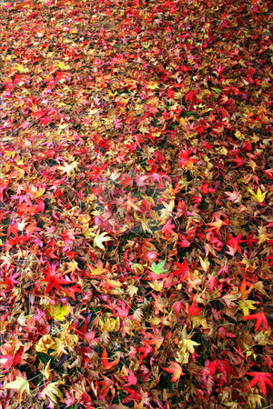To use this stock image in your creative project, please select the size you need over to the right and click the "Add to Cart" button.
Your downloaded image will come with the Cutcaster watermark removed so don’t worry about the watermark you see on this page. Fall Leaves stock photo, A lot of falls leaves on the ground. by Lucy Clark