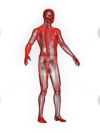 X-ray of man red front side view X-ray of man red front side view stock photo, X-ray of man red front side view on white background by John Teeter