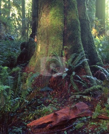To use this stock image in your creative project, please select the size you need over to the right and click the "Add to Cart" button.
Your downloaded image will come with the Cutcaster watermark removed so don’t worry about the watermark you see on this page. Redwood Forest stock photo, A small Redwood tree in Redwood Forest National Park, California. by Mike Norton