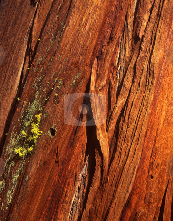 Redwood Tree Bark Redwood Tree Bark stock photo, The bark of a redwood tree in California. by Mike Norton