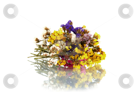 flowers background white. flowers a white background