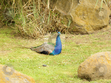 To use this stock image in your creative project, please select the size you need over to the right and click the "Add to Cart" button.
Your downloaded image will come with the Cutcaster watermark removed so don’t worry about the watermark you see on this page. Peacock stock photo, A photo of a peacock in the zoo by Olena Pupirina