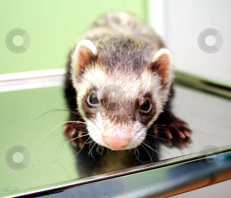 Close-up of ferret, 3 years old, on the iron table Close-up of ferret, 3 years old, on the iron table stock photo, Close-up of ferret on the iron table by vetdoctor