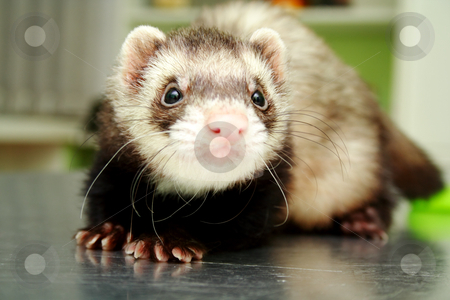 Close-up of ferret, 3 years old, on the iron table Close-up of ferret, 3 years old, on the iron table stock photo, Close-up of ferret on the iron table by vetdoctor