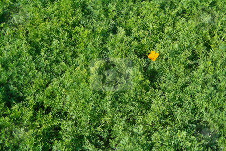 To use this stock image in your creative project, please select the size you need over to the right and click the "Add to Cart" button.
Your downloaded image will come with the Cutcaster watermark removed so don’t worry about the watermark you see on this page. Flower on grass stock photo, Flower on grass in the mountain. by smileidea