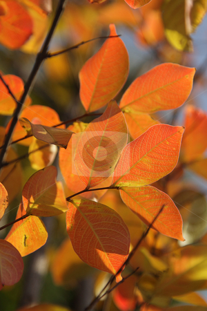 To use this stock image in your creative project, please select the size you need over to the right and click the "Add to Cart" button.
Your downloaded image will come with the Cutcaster watermark removed so don’t worry about the watermark you see on this page. Autumn foliage stock photo, Bright red and orange autumn leaves on branches by Olena Pupirina