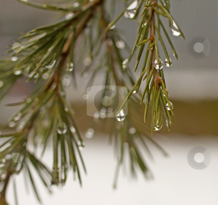 Drops Drops stock photo, Closeup on drops over a pine tree by Fabio Alcini