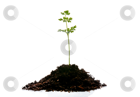 Young plant Young plant stock photo, Young plant isolated on white background. by Homydesign