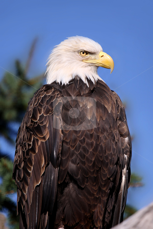 To use this stock image in your creative project, please select the size you need over to the right and click the "Add to Cart" button.
Your downloaded image will come with the Cutcaster watermark removed so don’t worry about the watermark you see on this page. Bald Eagle stock photo, Close up shot of Bald eagle on a tree branch by Sreedhar Yedlapati