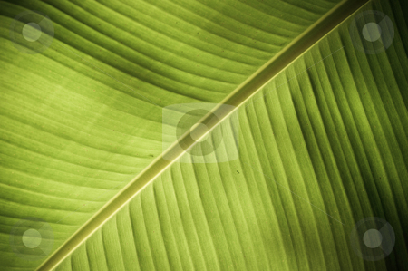 To use this stock image in your creative project, please select the size you need over to the right and click the "Add to Cart" button.
Your downloaded image will come with the Cutcaster watermark removed so don’t worry about the watermark you see on this page. Texture stock photo, Intricate texture revealed in a fresh green leaf by Arvind Balaraman