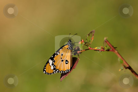 Plain Tiger Plain Tiger stock photo, A beautiful plain tiger butterfly on a bright sunny day by Arvind Balaraman