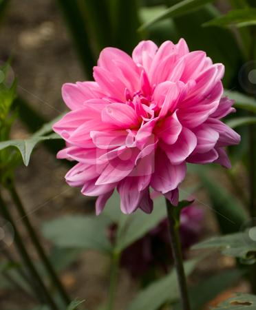 To use this stock image in your creative project, please select the size you need over to the right and click the "Add to Cart" button.
Your downloaded image will come with the Cutcaster watermark removed so don’t worry about the watermark you see on this page. Pink flower stock photo, Pink flower in full bloom amongst dark green leaves by MWilkinson Photography