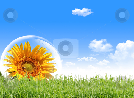 To use this stock image in your creative project, please select the size you need over to the right and click the "Add to Cart" button.
Your downloaded image will come with the Cutcaster watermark removed so don’t worry about the watermark you see on this page. Sunflower on the lawn with bubbles. stock photo, Sunflower on the lawn with bubbles. by rufous