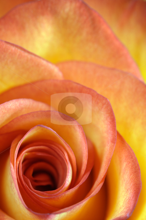 Orange and yellow rose macro Orange and yellow rose macro stock photo, Shallow depth-of-field image of the centre of a orange and yellow rose. by © Ron Sumners