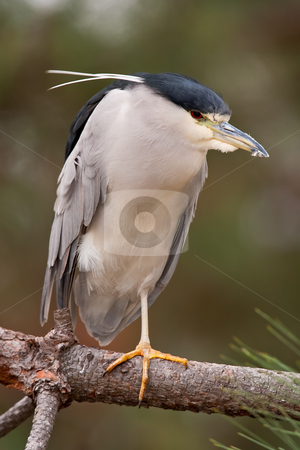 To use this stock image in your creative project, please select the size you need over to the right and click the "Add to Cart" button.
Your downloaded image will come with the Cutcaster watermark removed so don’t worry about the watermark you see on this page. Black-crowned Night-Heron (Nycticorax nycticorax) stock photo, Black-crowned Night-Heron standing on one leg on a branch. by Glenn Price