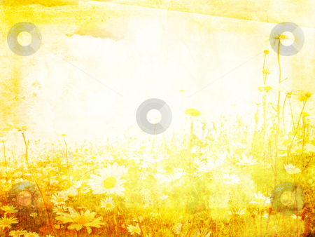 Beautiful grunge background with daisies Beautiful grunge background with daisies stock photo, Beautiful grunge background with meadow of daisies by Juliet Photography