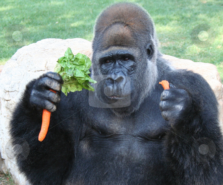 To use this stock image in your creative project, please select the size you need over to the right and click the "Add to Cart" button.
Your downloaded image will come with the Cutcaster watermark removed so don’t worry about the watermark you see on this page. Gorilla stock photo, gorilla adorable africa animal eating carrots at the zoo by Stelian Ion